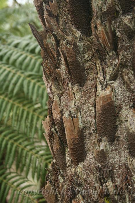 Tree fern, Cloudehill Gardens IMG_6557.JPG